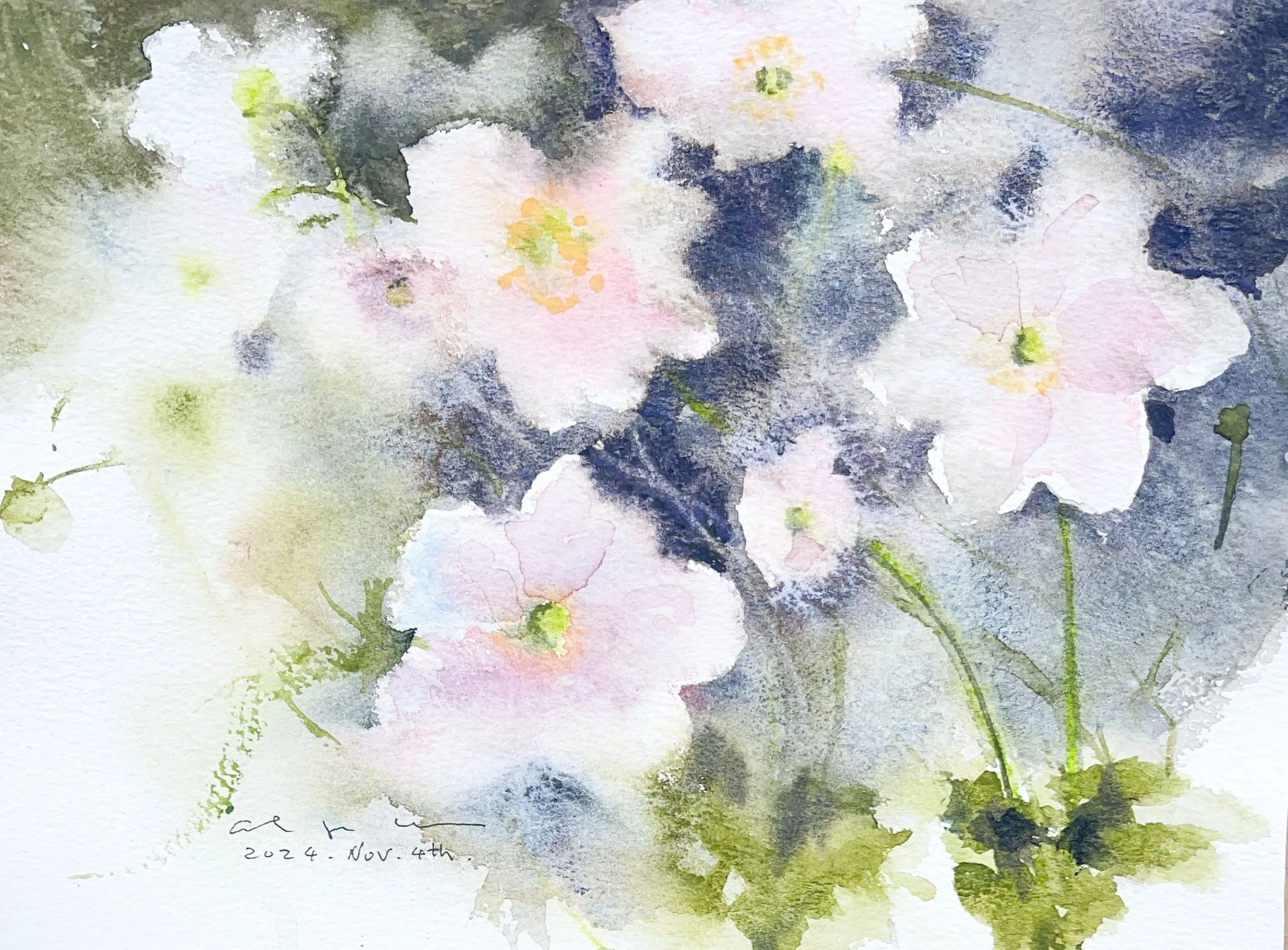 Watercolour of pale pink flowers with yellow centres against a dark blue and grey background with green stems.